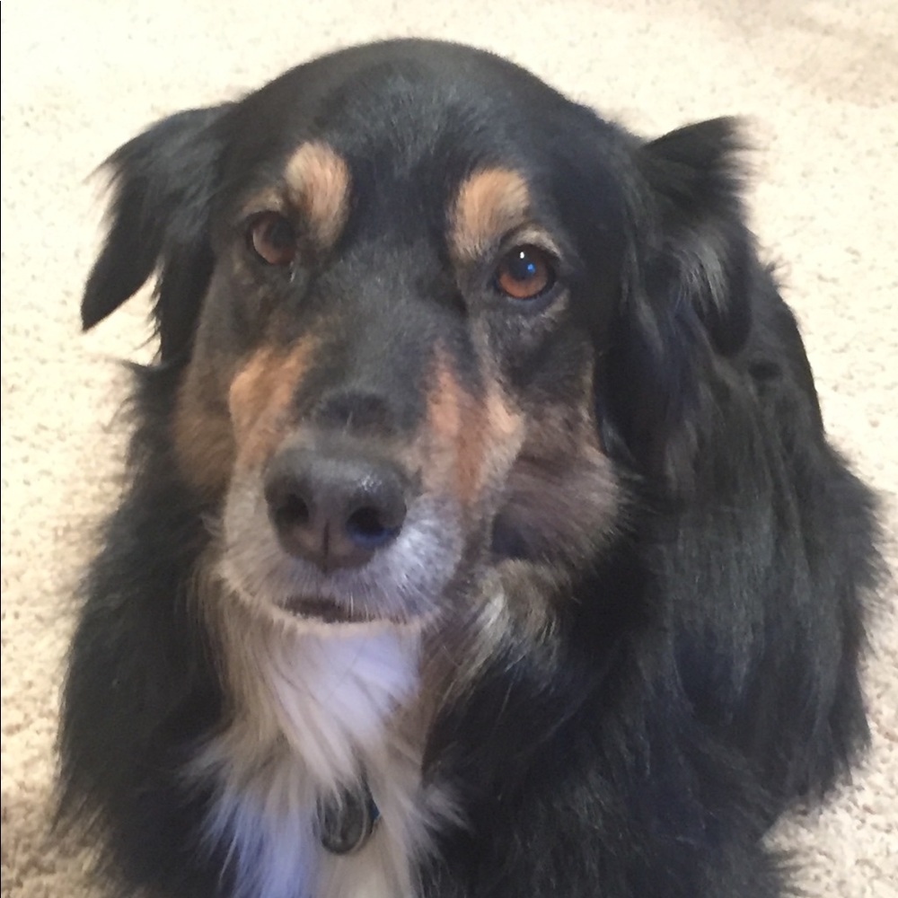 Meet your Posher, Joy